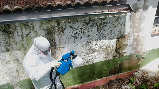 Trusted Attic Mold Removal service in Callao, VA - Cheap Mold Removal